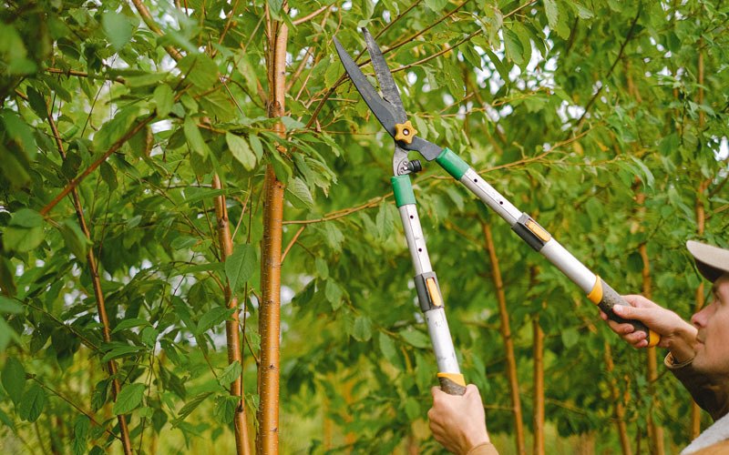 Tree trimming in Millerton, NY